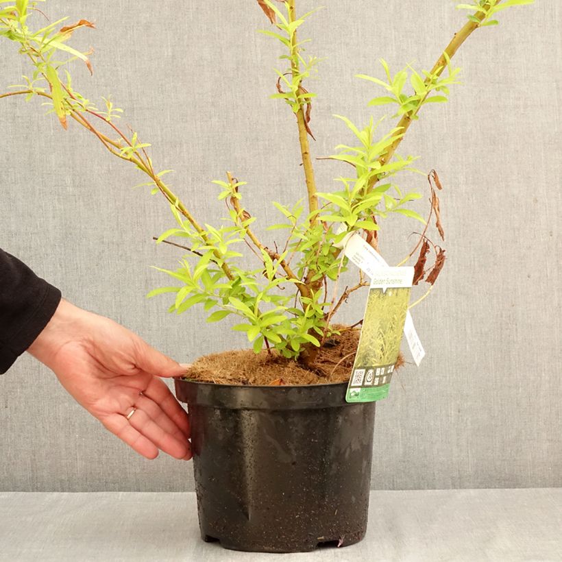 Amostra de Salix sachalinensis Golden Sunshine - Salgueiro Vaso de 4 L/5 L tal como entregue no outono