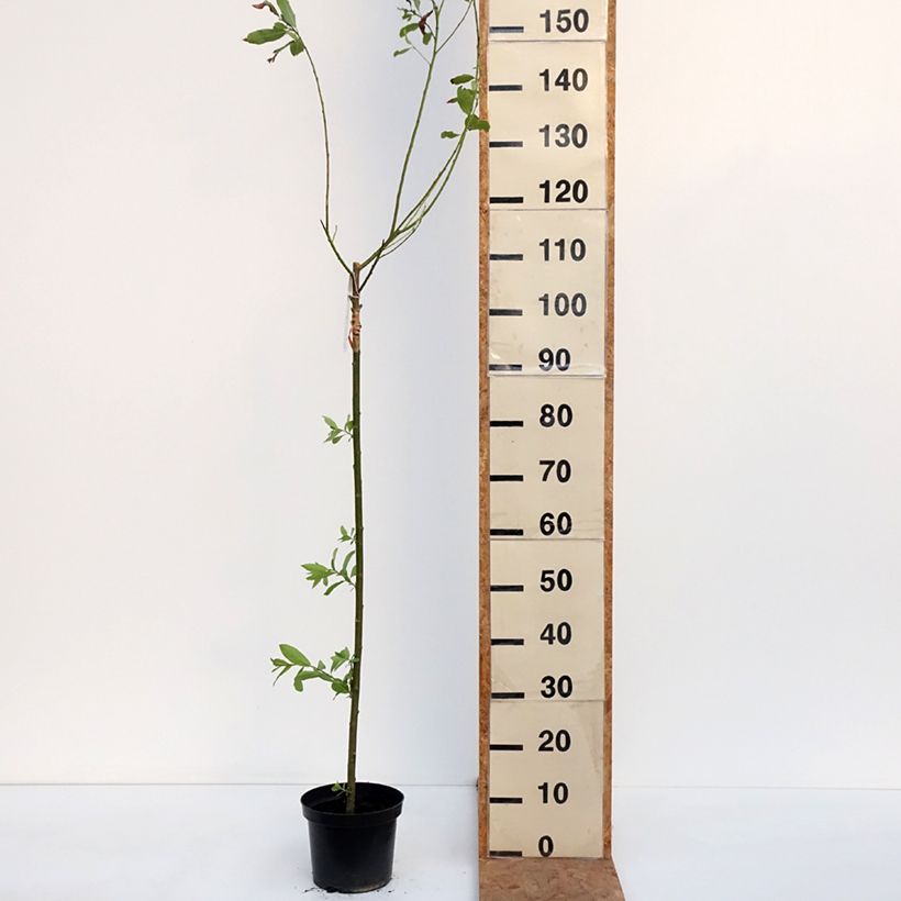 Amostra de Salix gracilistyla Melanostachys - Salgueiro Vaso de 3 L/4 L tal como entregue no outono