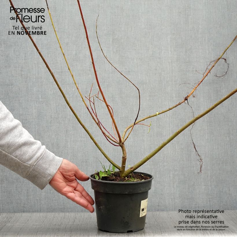 Amostra de Salix gracilistyla - Salgueiro Vaso de 3 L/4 L tal como entregue no outono