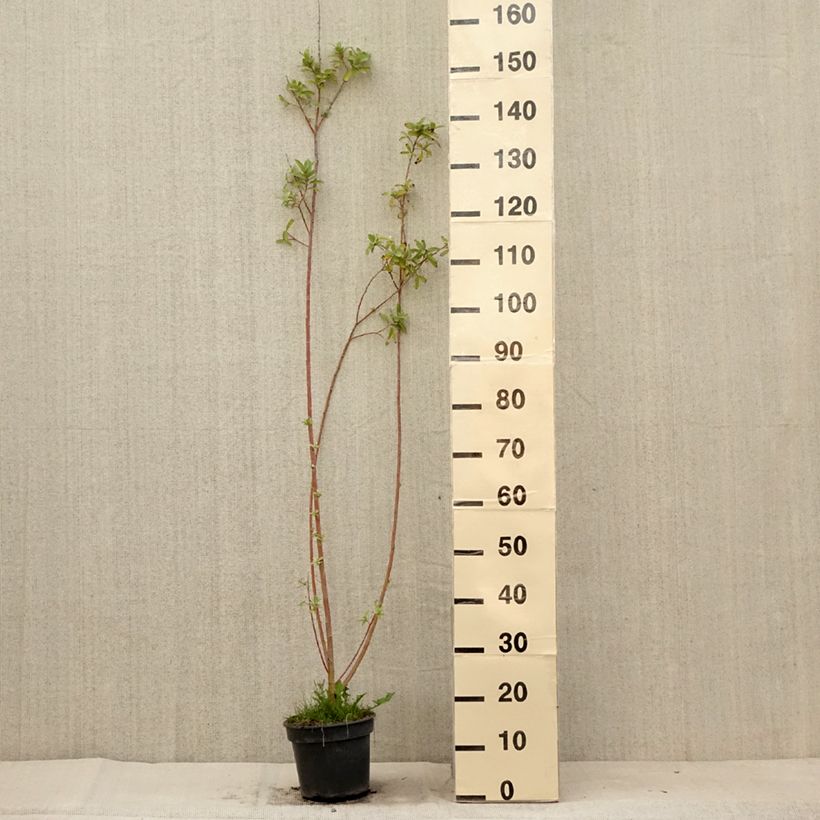 Amostra de Salix gracilistyla - Salgueiro Vaso de 3 L/4 L tal como entregue no verão
