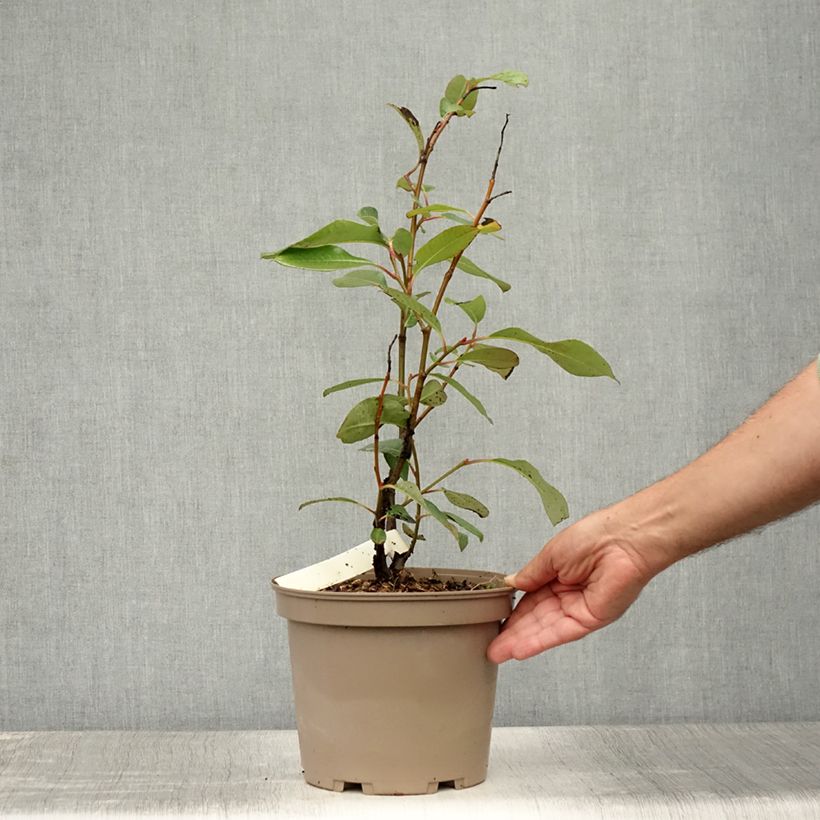 Amostra de Salix magnifica - Salgueiro Vaso de 4 L/5 L tal como entregue no verão