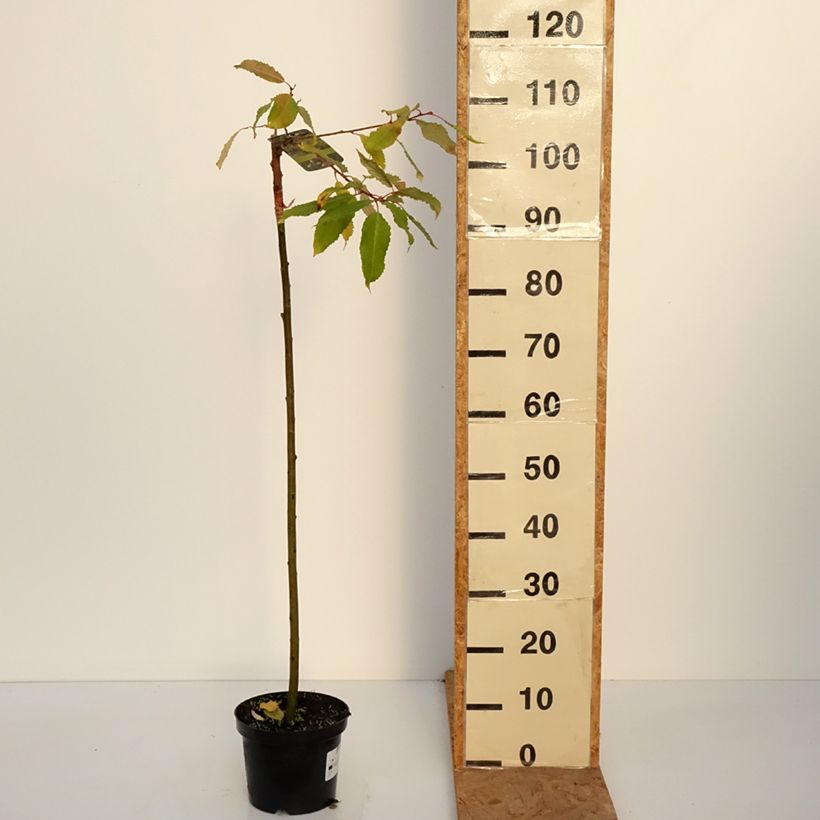 Amostra de Saule marsault doré - Salix caprea Ogon Vaso de 3 L/4 L tal como entregue no outono