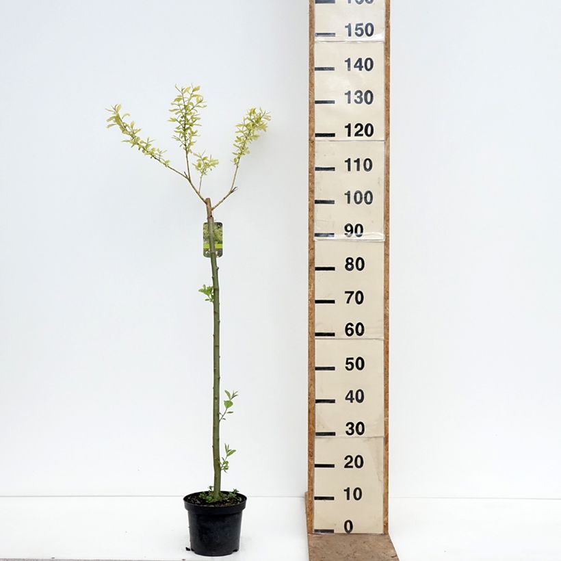 Amostra de Borrazeira-negra Ogon - Salix caprea Vaso de 3 L/4 L, Haste tal como entregue na primavera