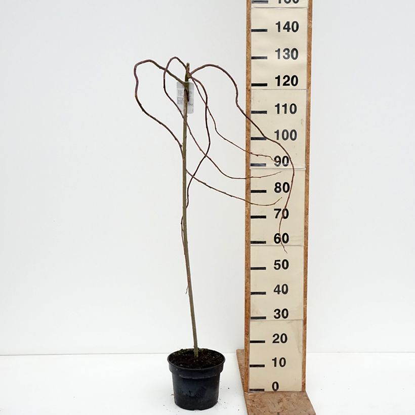 Amostra de Borrazeira-negra Curly Locks - Salix caprea Vaso de 4 L/5 L, Haste tal como entregue no inverno