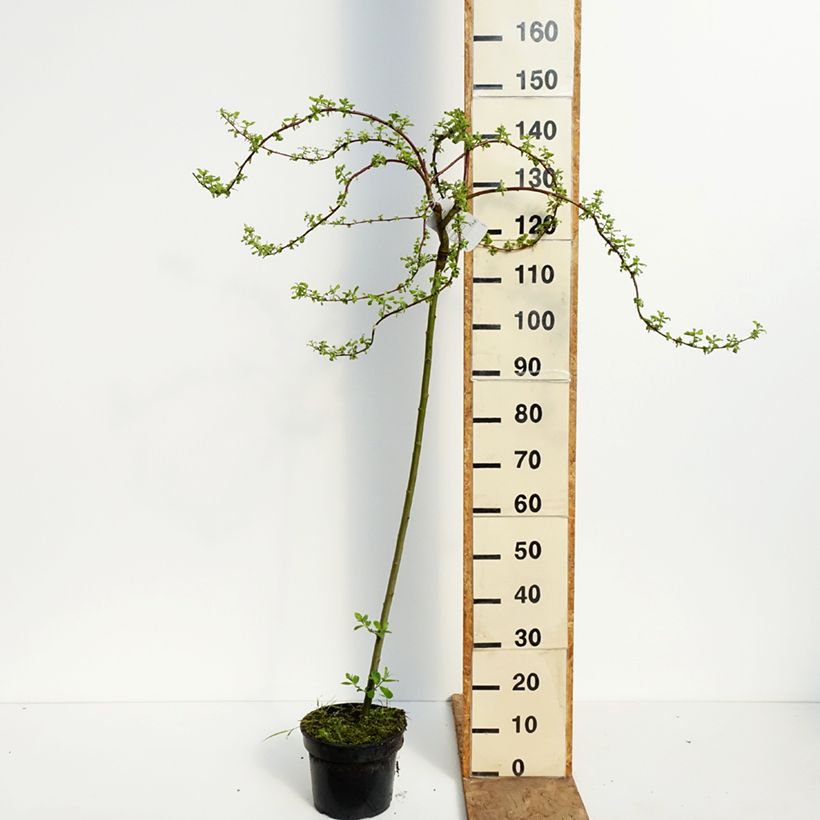 Amostra de Borrazeira-negra Curly Locks - Salix caprea Vaso de 4 L/5 L, Haste tal como entregue na primavera