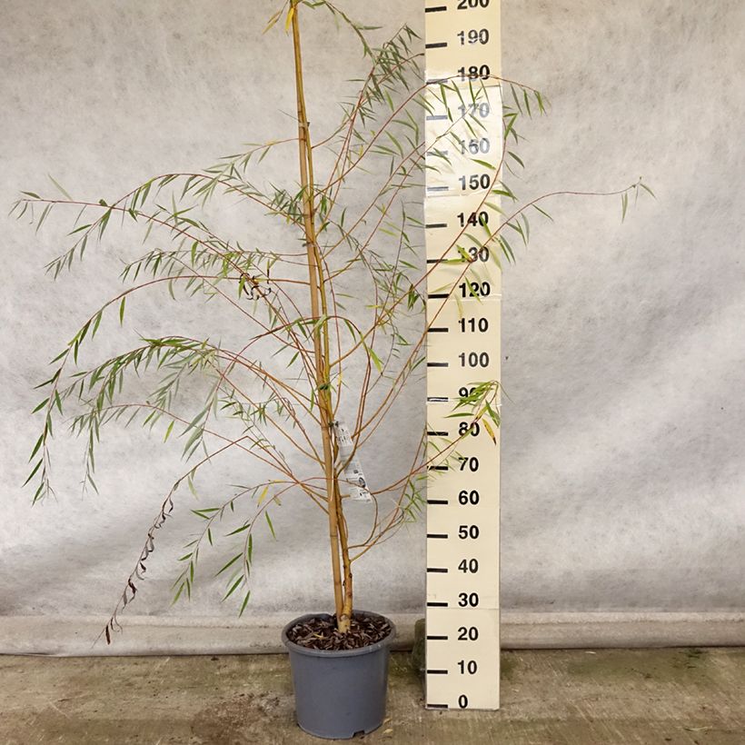 Amostra de Salgueiro-branco Tristis - Salix alba Vaso de 12 L/15 L, Brasão tal como entregue no outono