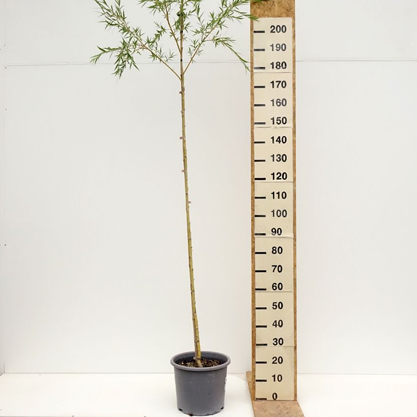 Amostra de Saule pleureur - Salix alba Tristis Vaso de 12 L/15 L tal como entregue na primavera