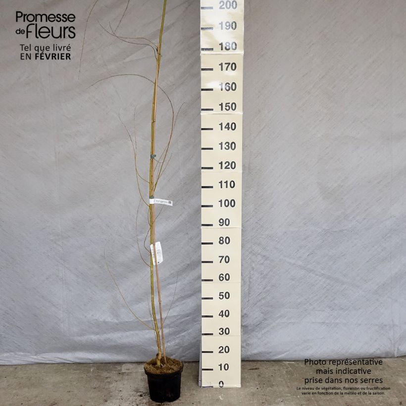 Amostra de Saule pleureur - Salix alba Tristis Vaso de 4 L/5 L tal como entregue no inverno
