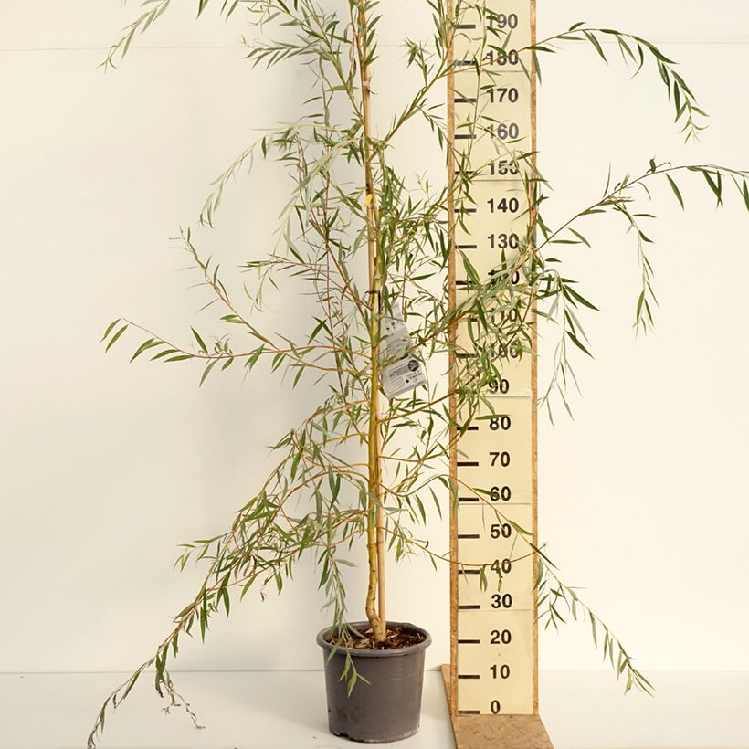 Amostra de Salgueiro-branco Tristis - Salix alba Vaso de 12 L/15 L, Brasão tal como entregue no verão