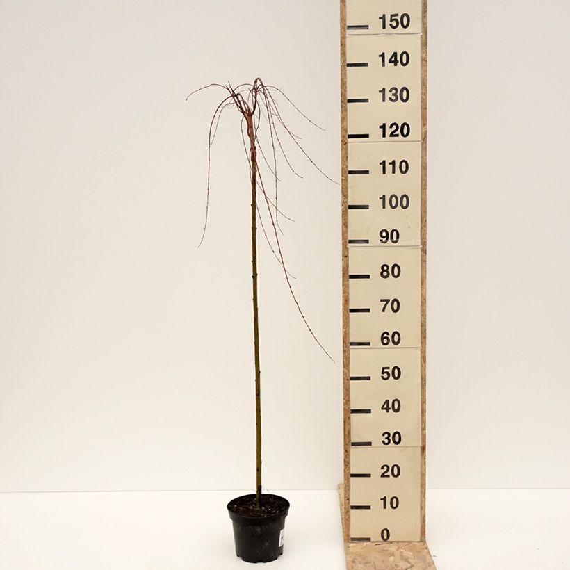 Amostra de Saule pommelé pleureur - Salix integra Pendula Vaso de 3 L/4 L tal como entregue no inverno