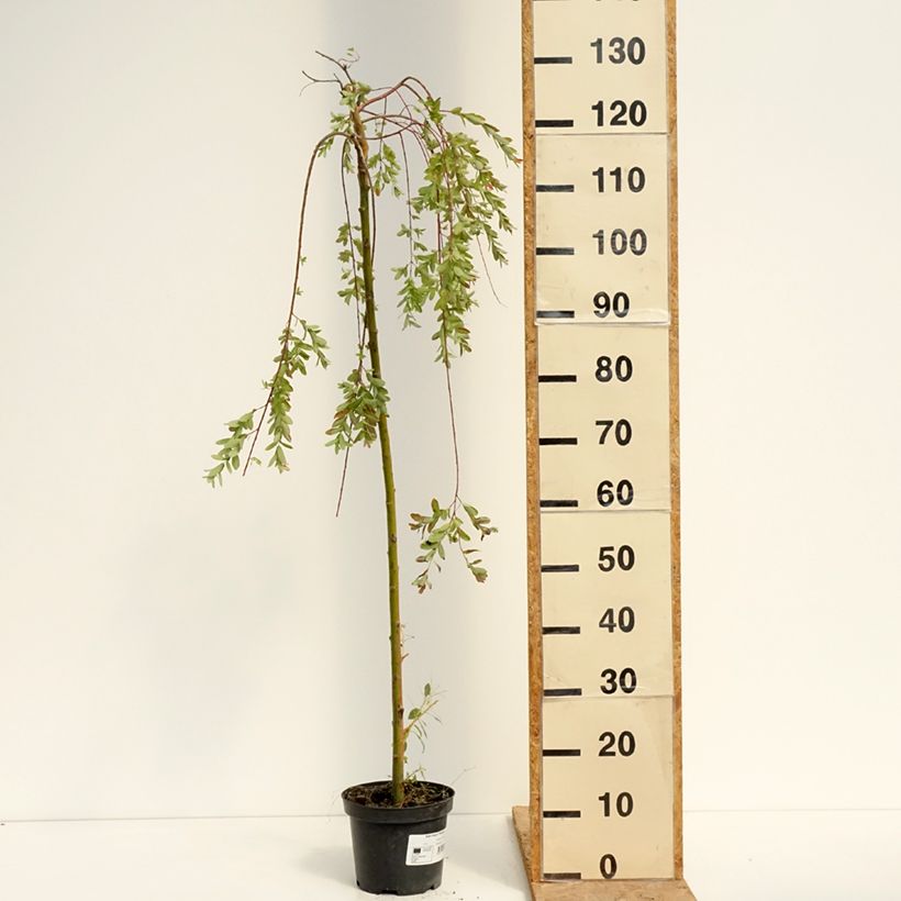Amostra de Salgueiro do Japão Pendula - Salix integra Vaso de 3 L/4 L, Haste tal como entregue no verão