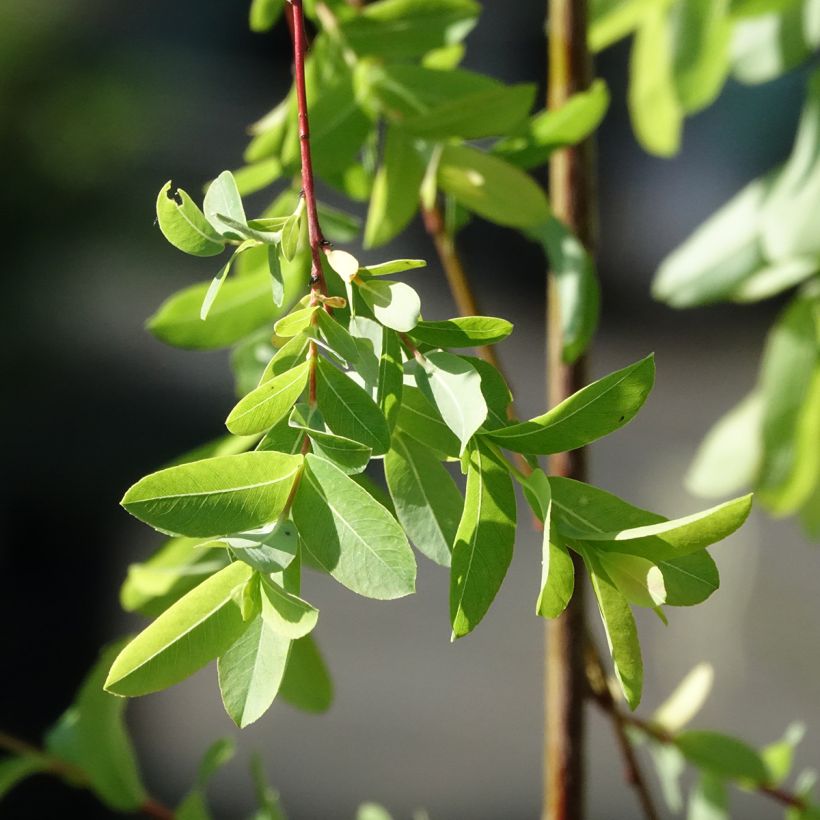 Salgueiro do Japão Pendula - Salix integra (Folhagem)