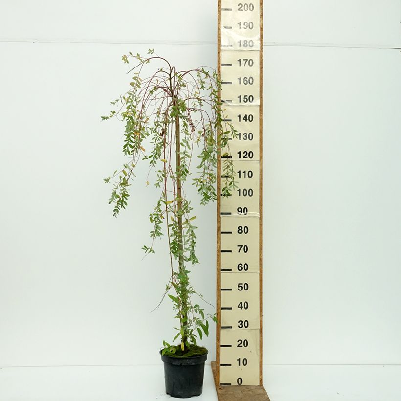Amostra de Salgueiro do Japão Pendula - Salix integra Vaso de 3 L/4 L, Haste tal como entregue no outono