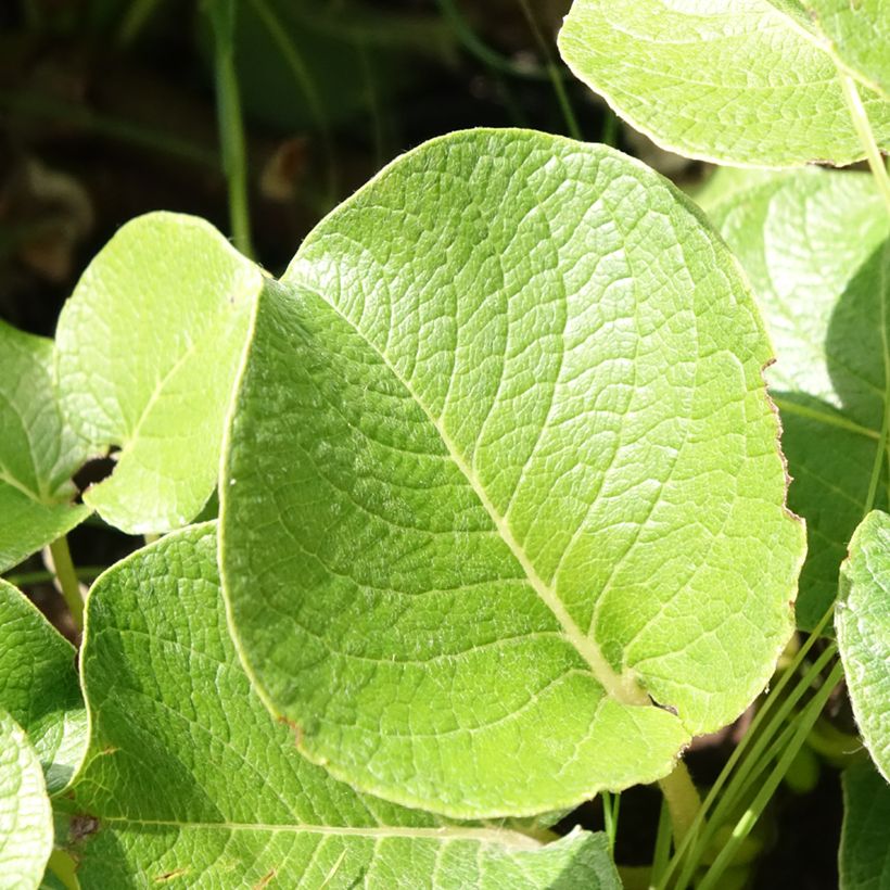 Salix kurilensis - Salgueiro (Folhagem)