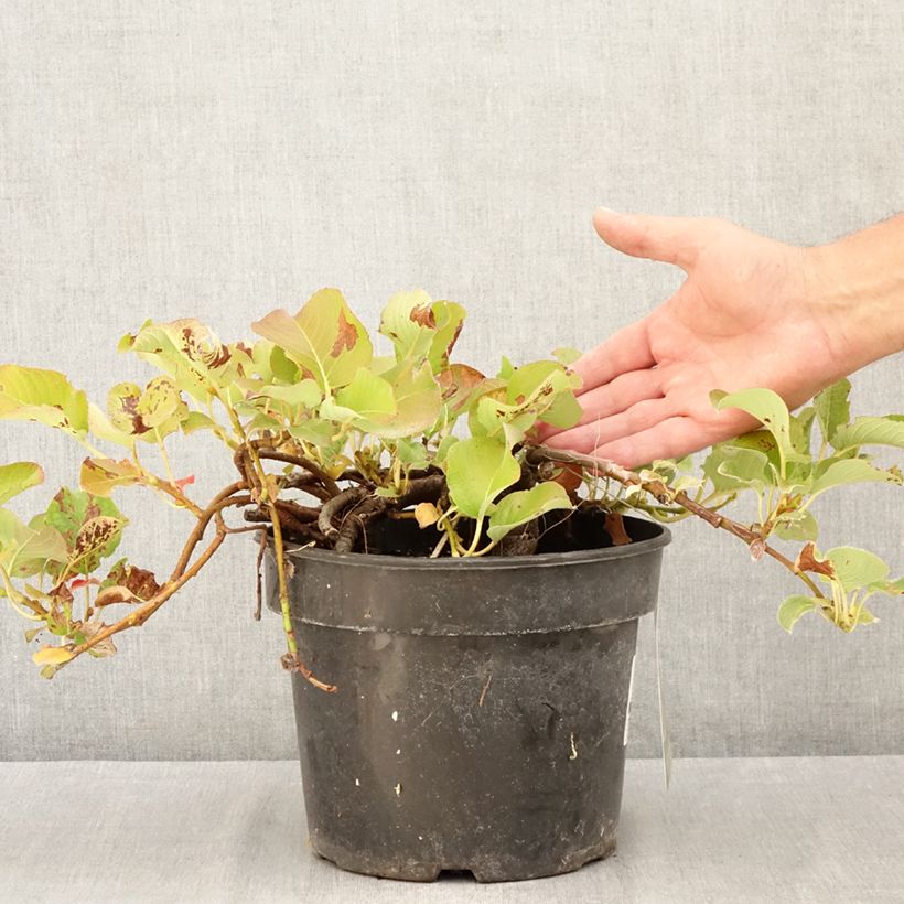 Amostra de Salix kurilensis - Salgueiro Vaso de 4 L/5 L tal como entregue no verão