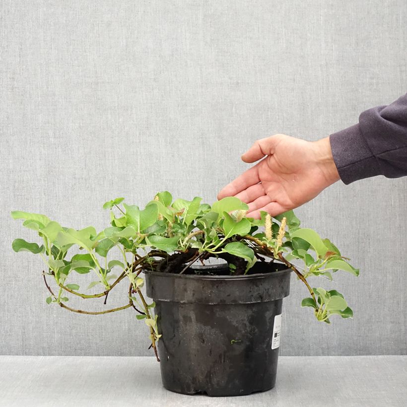 Amostra de Salix kurilensis - Salgueiro Vaso de 4 L/5 L tal como entregue na primavera