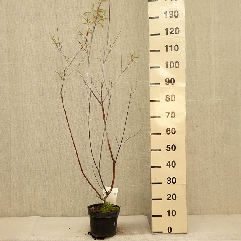 Amostra de Salix acutifolia Blue Streak - Salgueiro Vaso de 3 L/4 L tal como entregue no outono