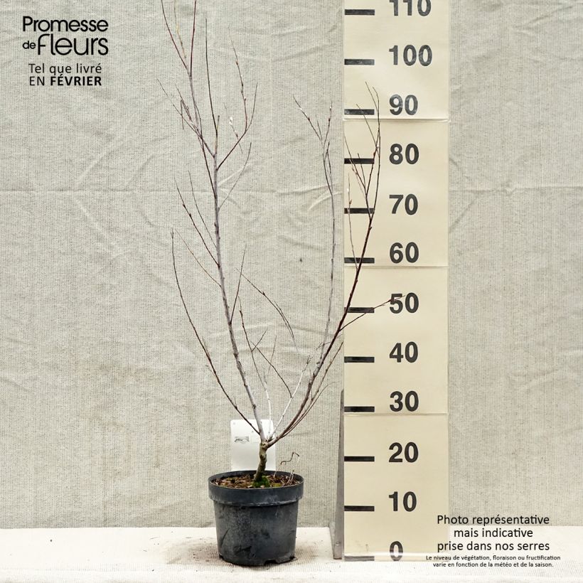 Amostra de Saule - Salix acutifolia Blue Streak Vaso de 3 L/4 L tal como entregue no inverno