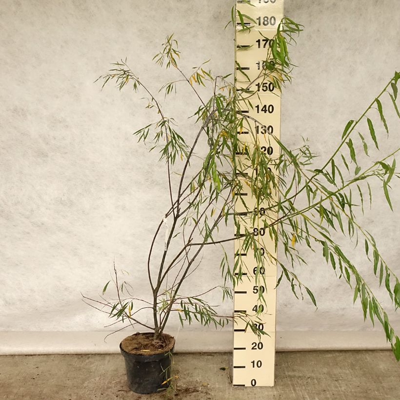 Amostra de Salix acutifolia Blue Streak - Salgueiro Vaso de 7,5 L/10 L tal como entregue no verão