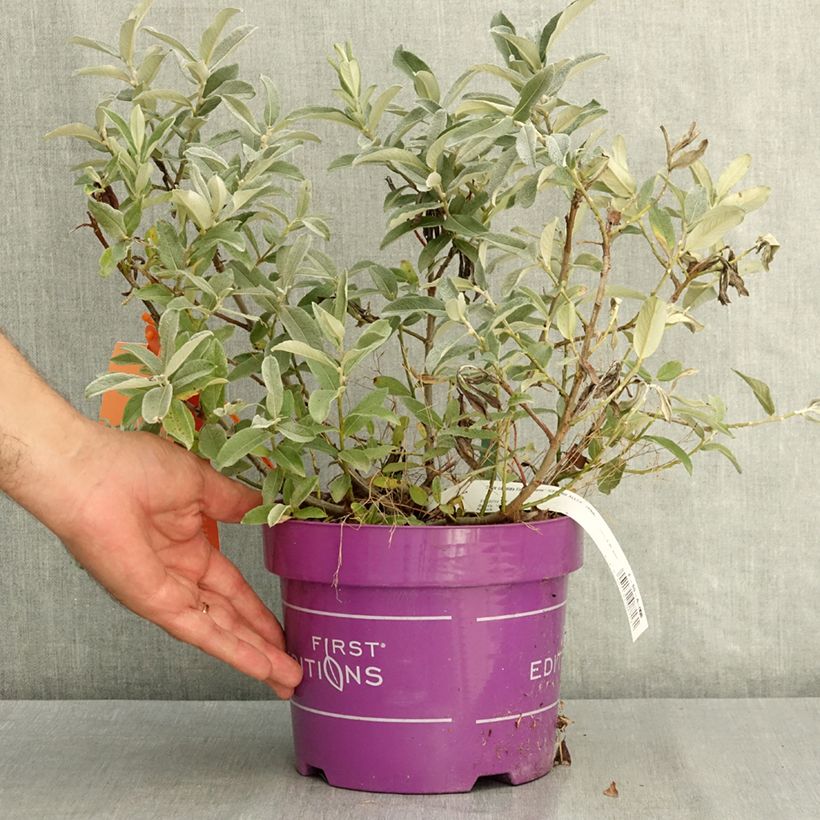Amostra de Salix candida Iceberg Alley - Salgueiro Vaso de 3 L/4 L tal como entregue no verão