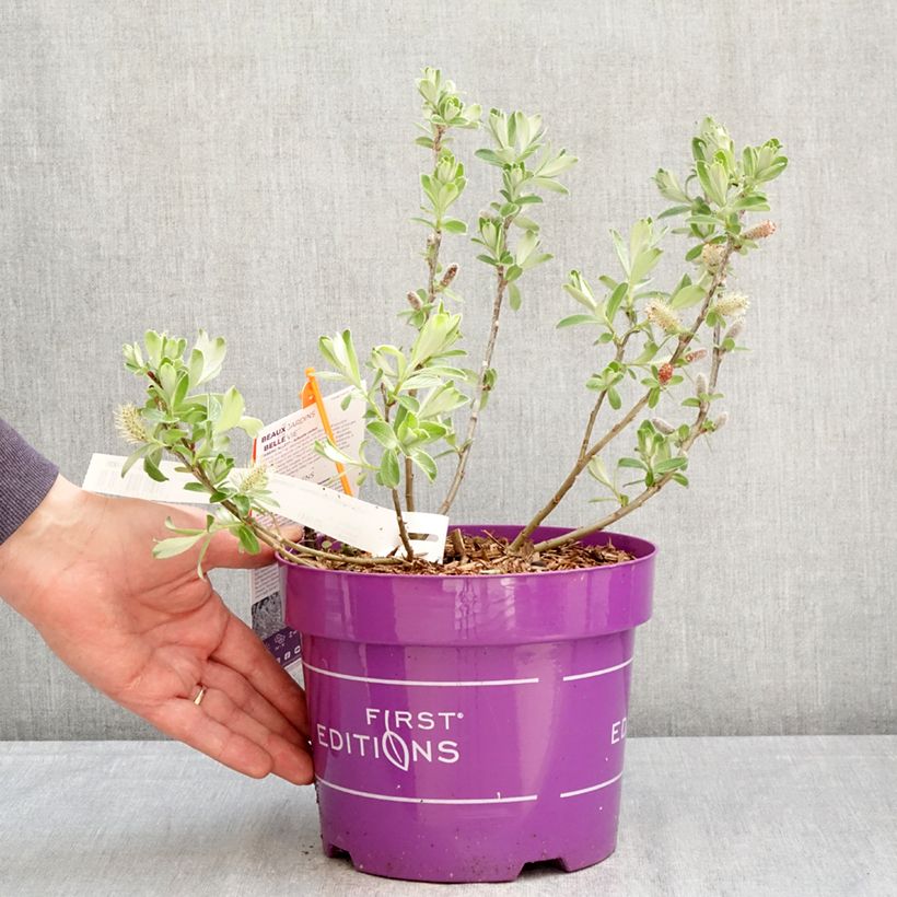 Amostra de Salix candida Iceberg Alley - Salgueiro Vaso de 3 L/4 L tal como entregue na primavera