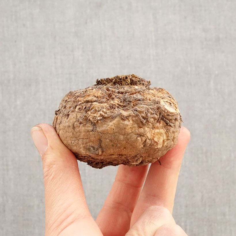 Amostra de Sauromatum venosum Bulbo Calibre 20+ tal como entregue na primavera