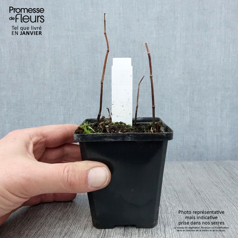 Amostra de Saururus cernuus - Saurure inclinée Vaso de 8/9 cm tal como entregue no inverno