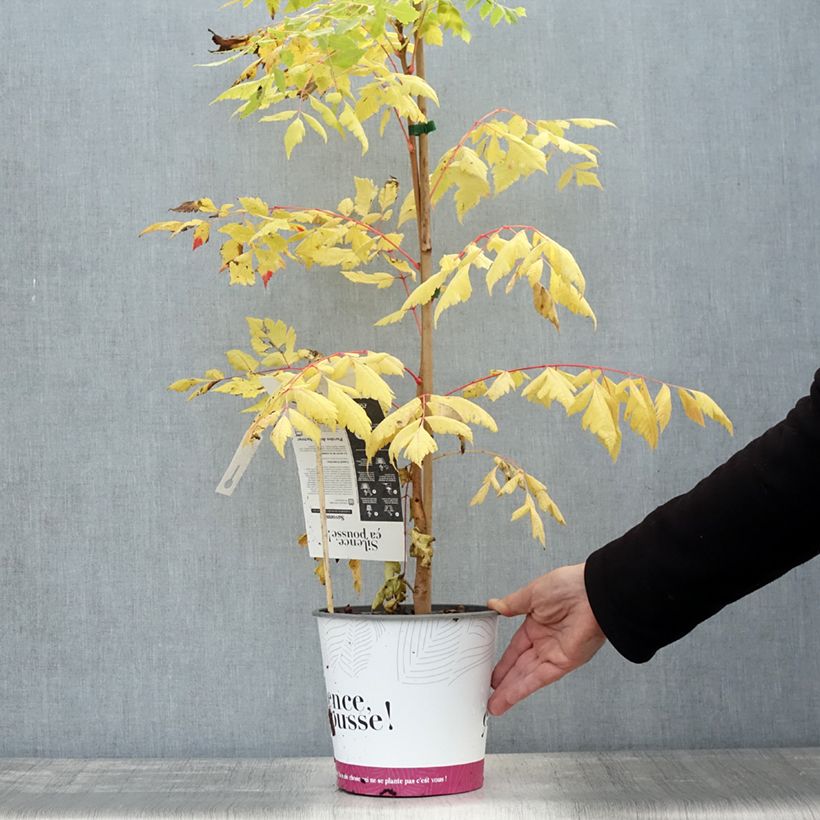 Amostra de Savonnier orange - Koelreuteria paniculata Coral Sun Pot de 3L/4L tal como entregue no outono