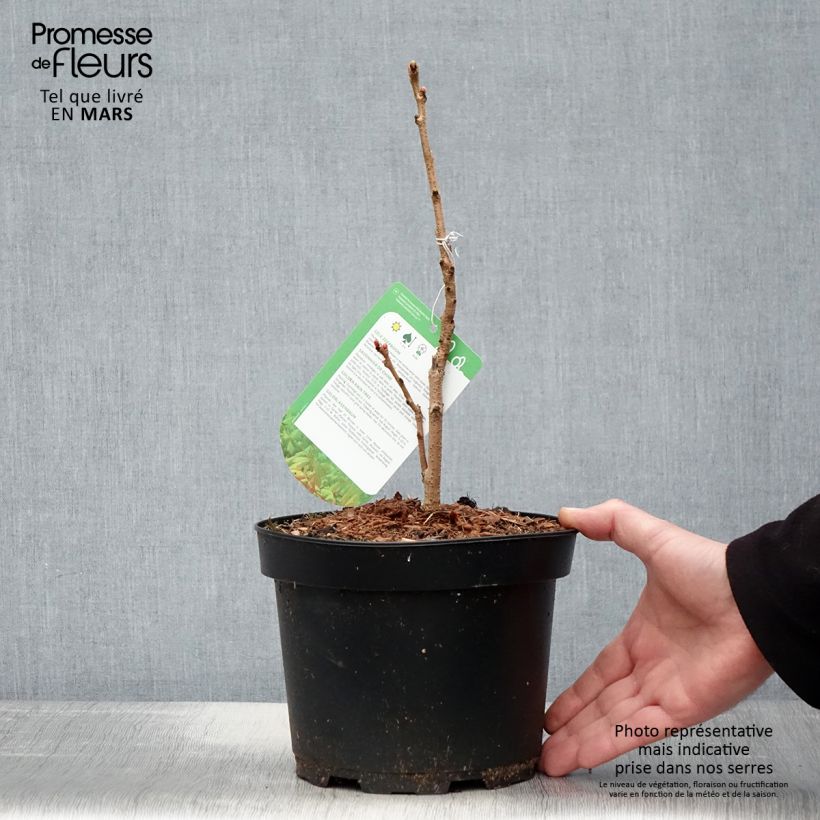 Amostra de Koelreuteria paniculata Coral Sun Vaso de 3 L/4 L tal como entregue na primavera