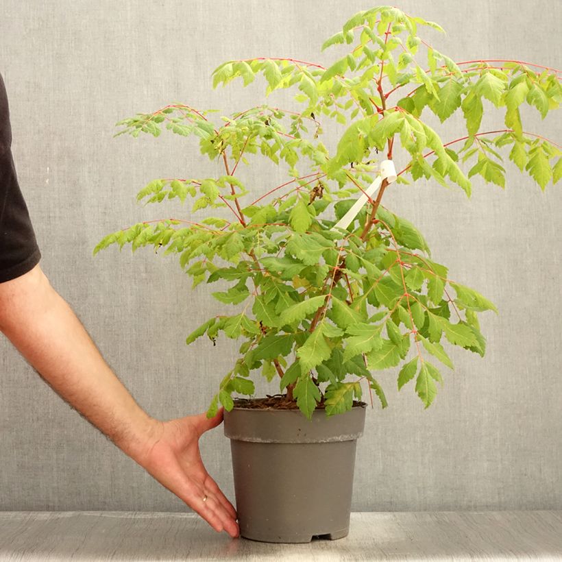 Amostra de Koelreuteria paniculata Coral Sun Vaso de 7,5 L/10 L tal como entregue no verão