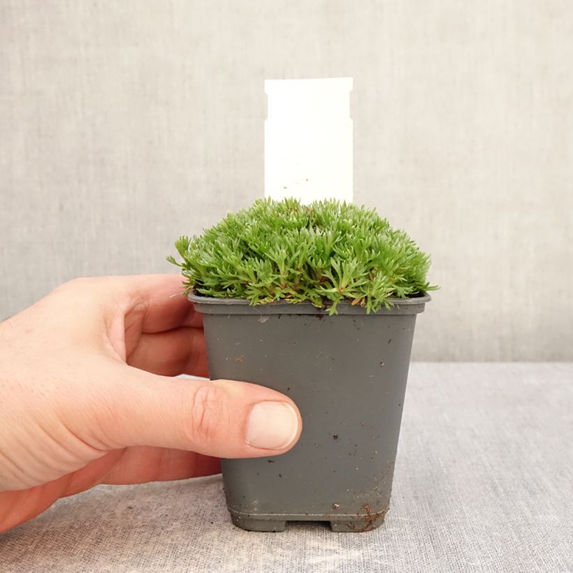 Amostra de Saxifraga arendsii Adebar Vaso de 8/9 cm tal como entregue no inverno
