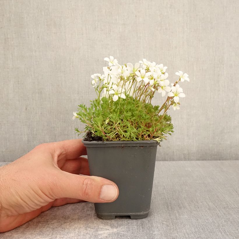 Amostra de Saxifraga arendsii Adebar Vaso de 8/9 cm tal como entregue na primavera