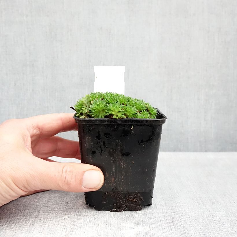 Amostra de Saxifraga arendsii Compactum Vaso de 8/9 cm tal como entregue no outono
