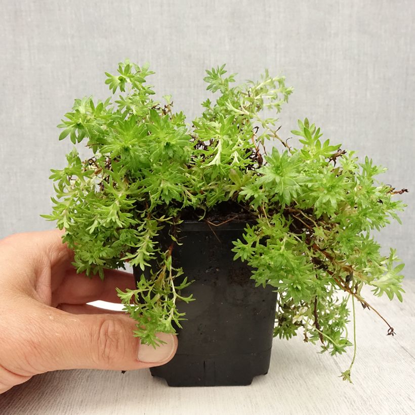 Amostra de Saxifraga arendsii Compactum Vaso de 8/9 cm tal como entregue no verão