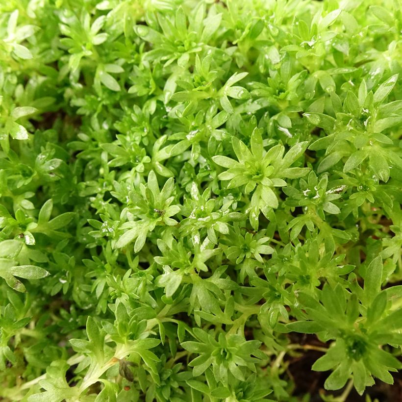 Saxifraga arendsii Compactum (Folhagem)