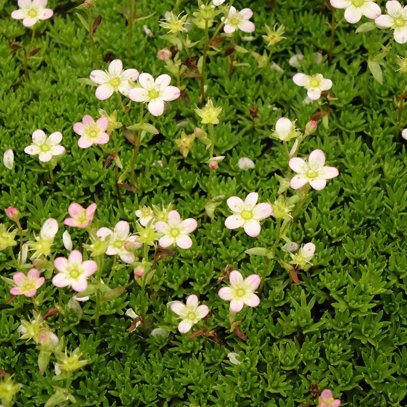 Saxifraga arendsii Compactum (Floração)