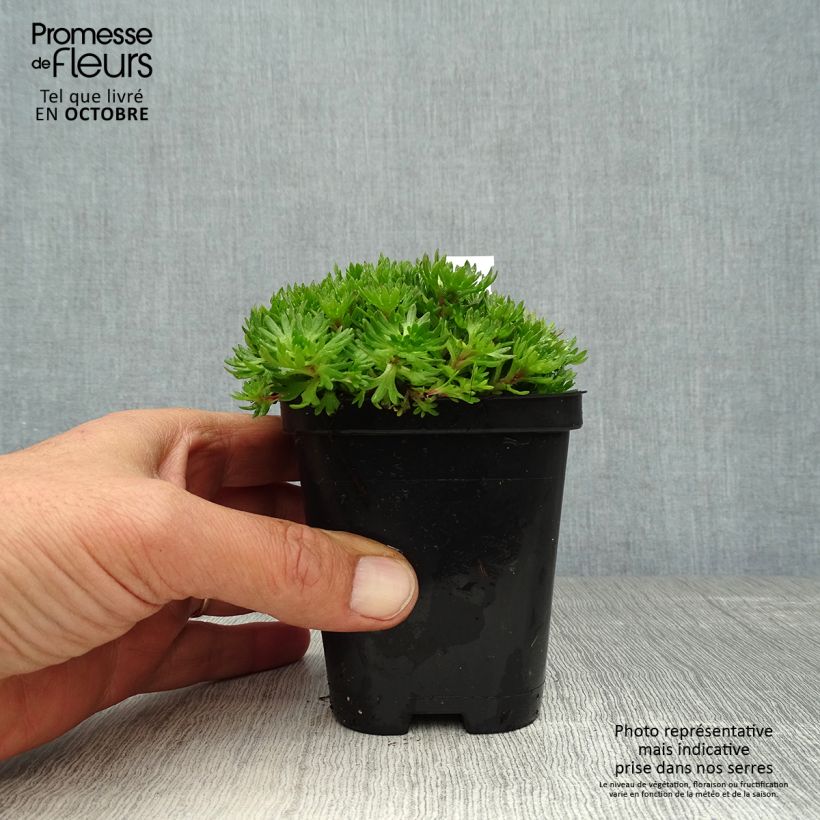 Amostra de Saxifraga arendsii Purpurteppich Vaso de 8/9 cm tal como entregue no outono