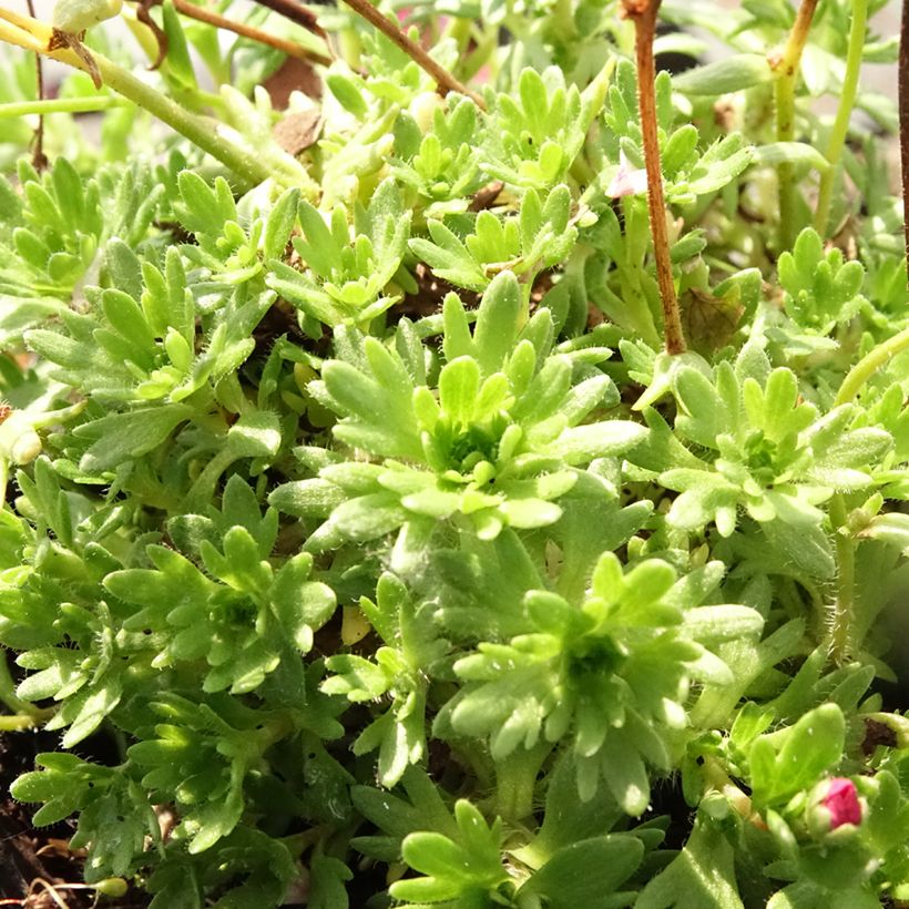 Saxifraga arendsii Purpurteppich (Folhagem)