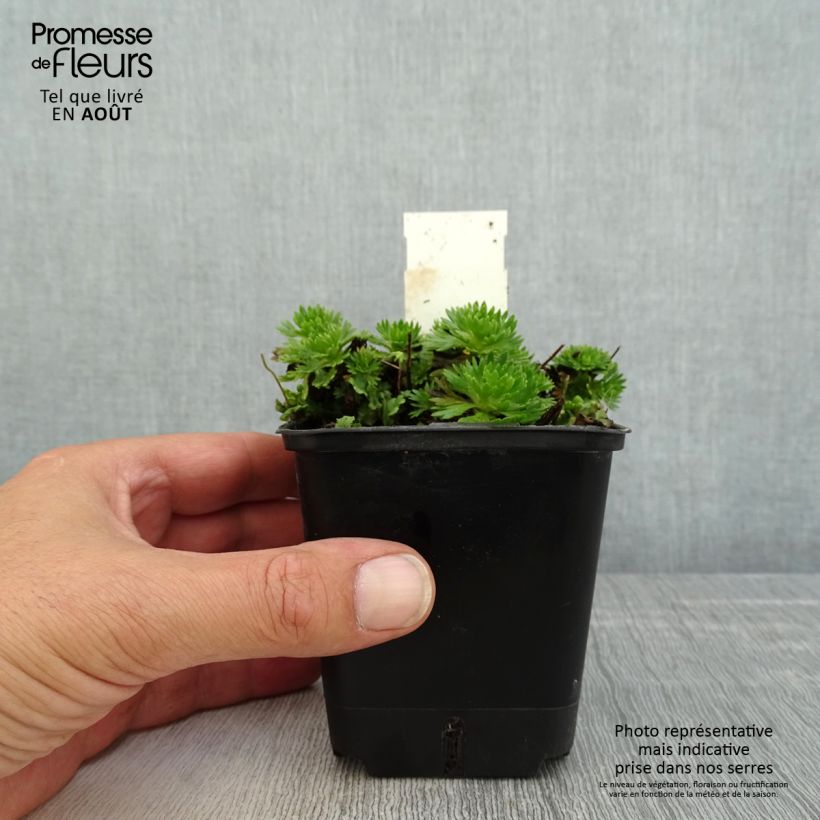 Amostra de Saxifraga arendsii Wares Crimson Vaso de 8/9 cm tal como entregue no verão