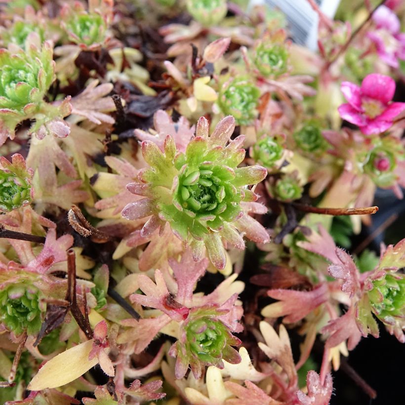 Saxifraga arendsii Wares Crimson (Folhagem)