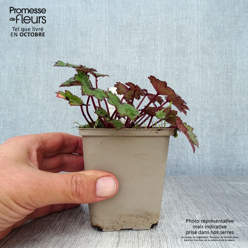 Amostra de Saxifraga cortusifolia Black Ruby Vaso de 8/9 cm tal como entregue no outono