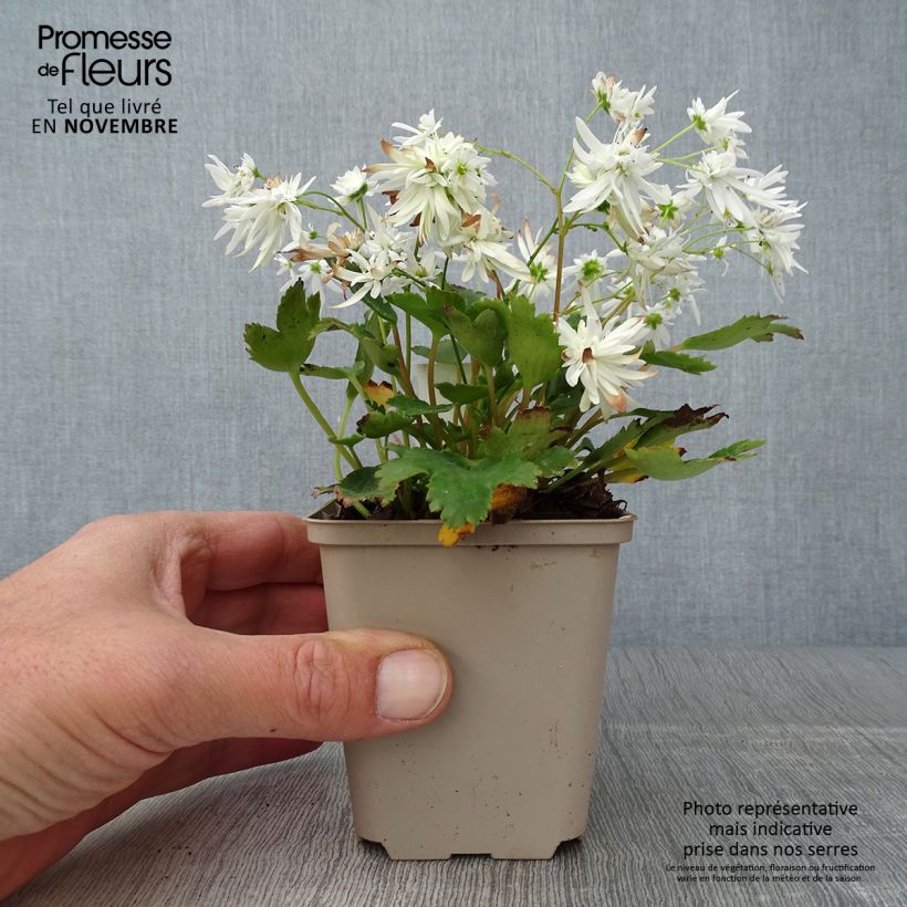 Amostra de Saxifraga cortusifolia Shiranami Vaso de 8/9 cm tal como entregue no outono