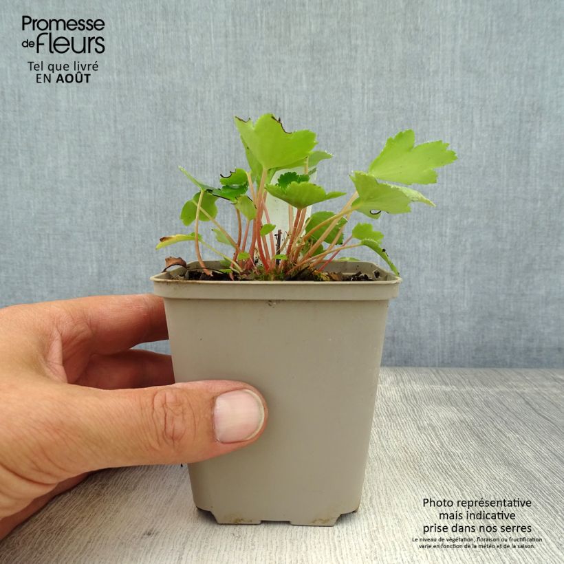 Amostra de Saxifraga cortusifolia Shiranami Vaso de 8/9 cm tal como entregue no verão