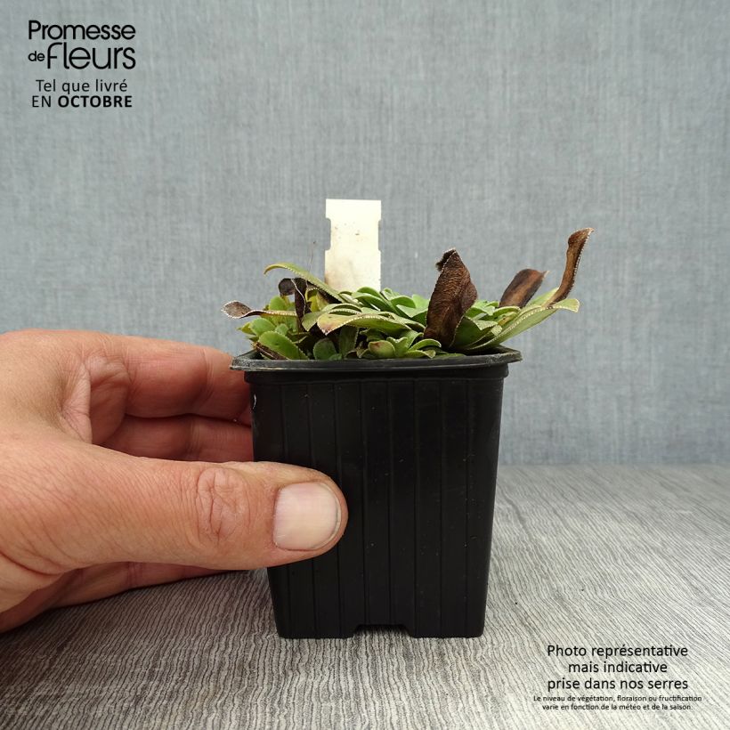 Amostra de Saxifraga cotyledon Southside Seedling Vaso de 8/9 cm tal como entregue no outono