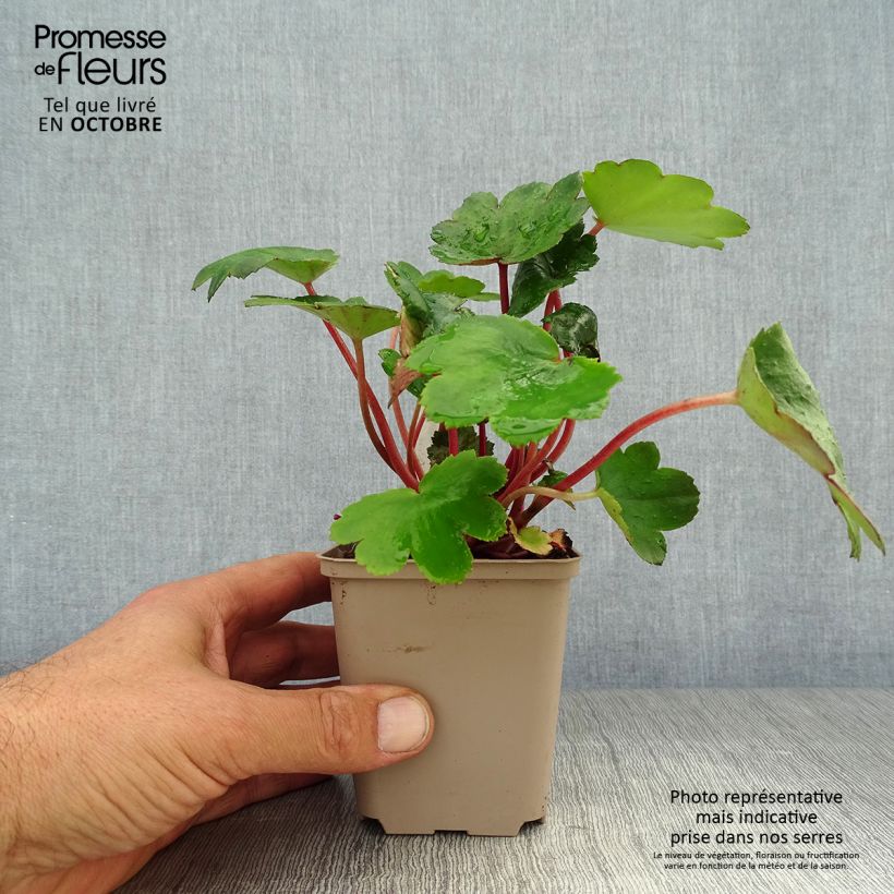 Amostra de Saxifraga fortunei Beni Tsukasa Vaso de 8/9 cm tal como entregue no outono