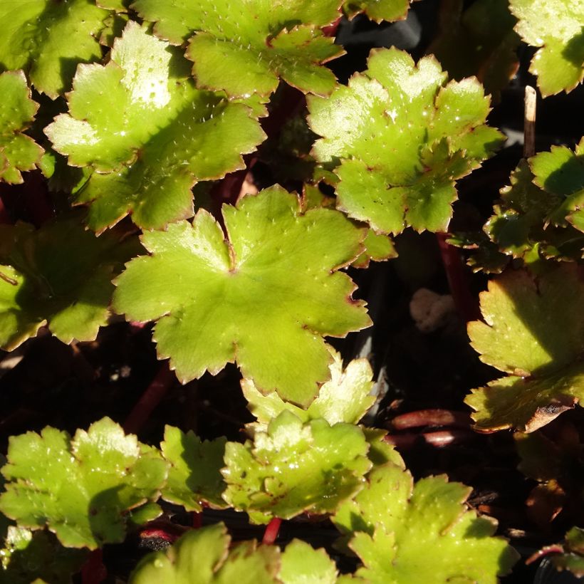 Saxifraga fortunei Beni Tsukasa (Folhagem)