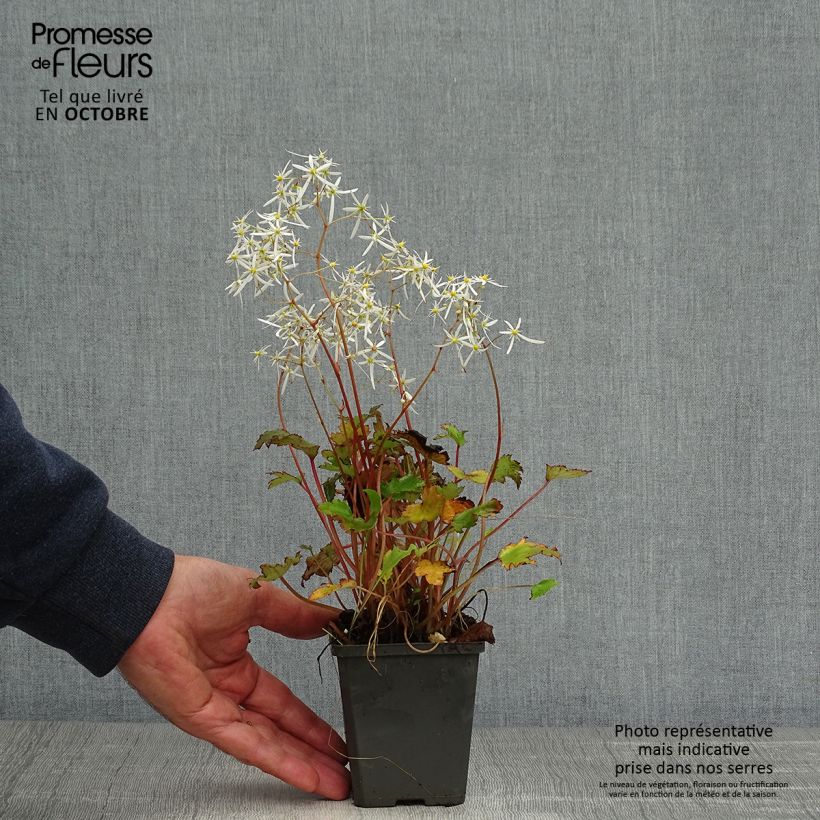 Amostra de Saxifraga fortunei Rubrifolia - Saxifrage à feuilles noires Godet de 8/9 cm tal como entregue no outono