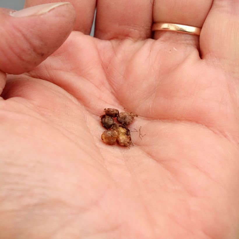 Amostra de Saxifraga granulata Flore Pleno Bulbo Calibre I tal como entregue na primavera