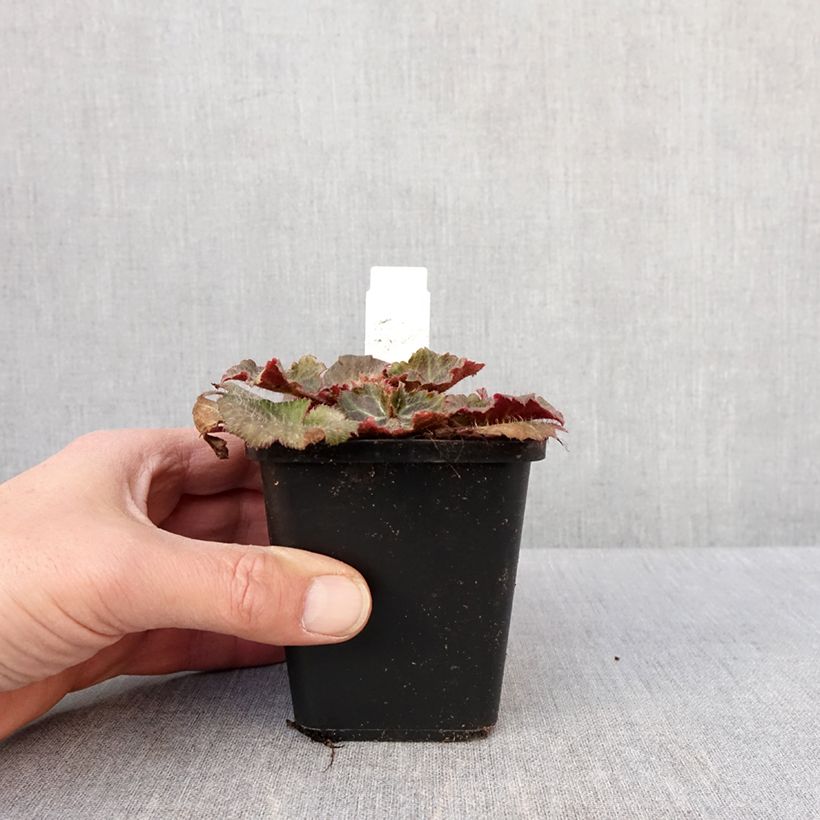 Amostra de Saxifraga stolonifera Cuscutiformis - Saxifrage à stolons Vaso de 8/9 cm tal como entregue no inverno