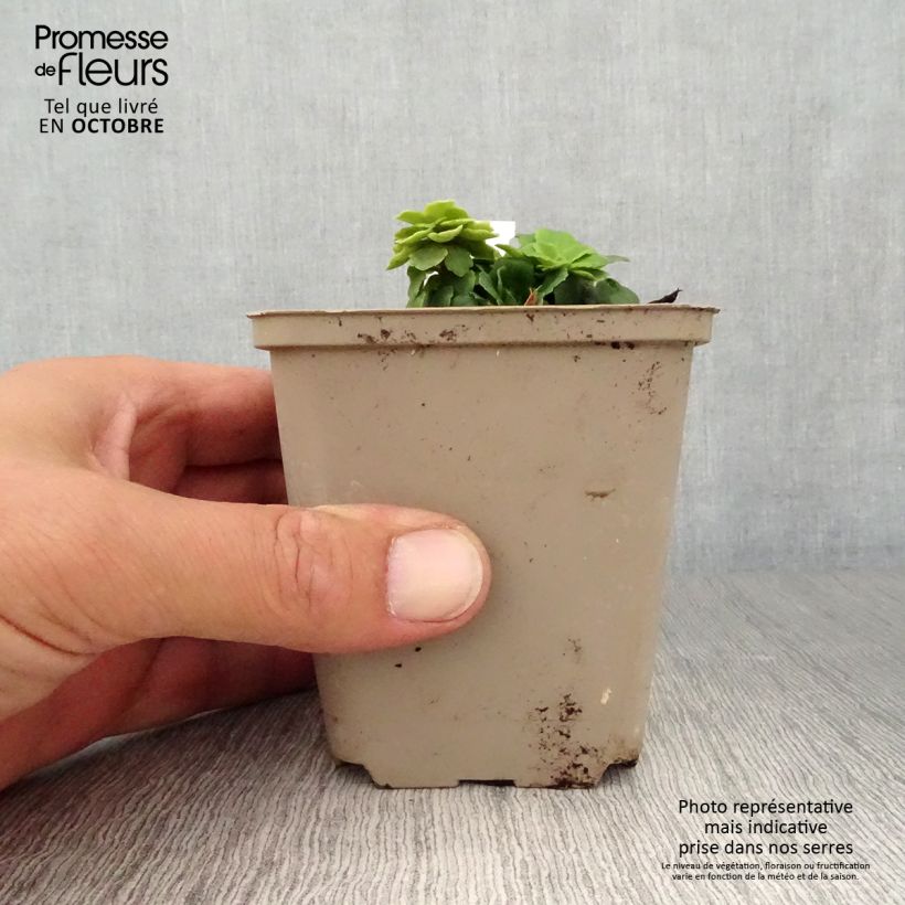 Amostra de Saxifraga umbrosa Clarence Elliott Vaso de 8/9 cm tal como entregue no outono